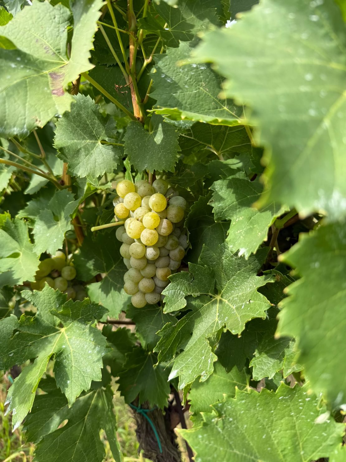 Vinobraní 2026