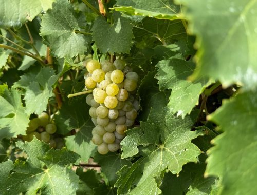 Vinobraní 2026 právě začalo